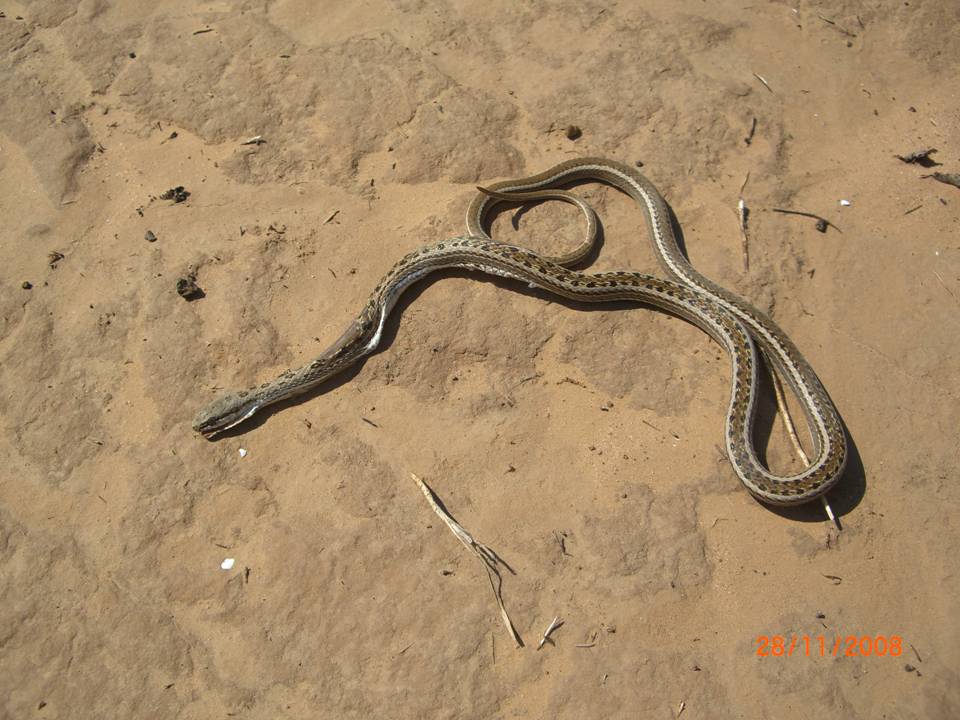 CHACO RACER Philodryas psammophidea FAUNA PARAGUAY